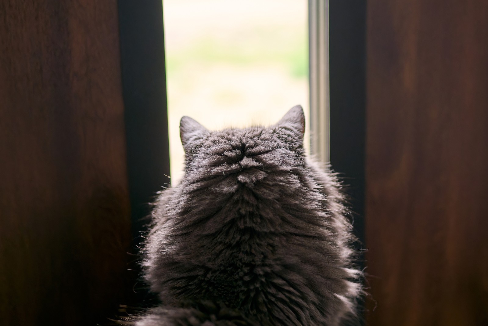Cat gazing peacefully out a window